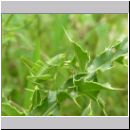 Tettigonia viridissima - Gruenes Heupferd Larve 03.jpg